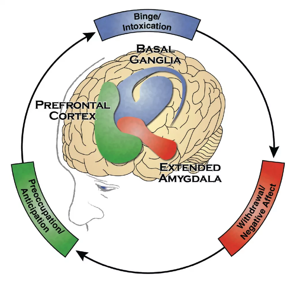 The addiction cycle and the areas of the brain involved. The brain's rewards center is hijacked by drugs and alcohol, which produce chemicals like dopamine.